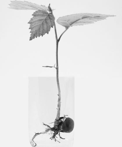 germ-820208_1920